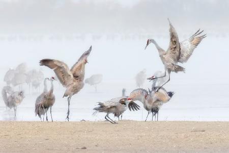 Dancing in The Foggy Morning