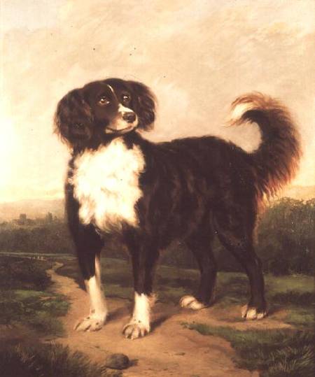 Spaniel à J.W. Morris