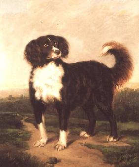 Spaniel