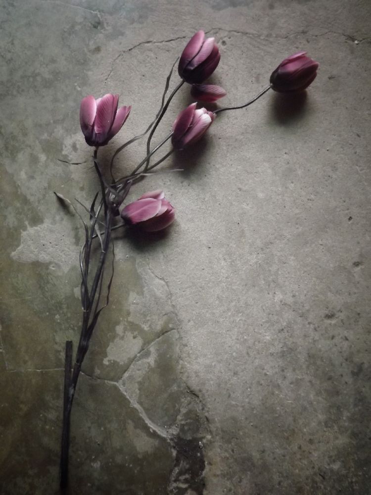 The elegant tulip à kahar lagaa