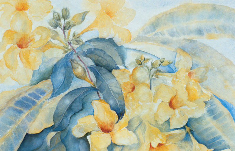 Alamanda or yellow bells  à Karen  Armitage