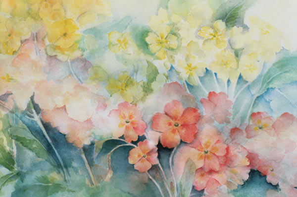 Polyanthus, Mixed Hybrids  à Karen  Armitage