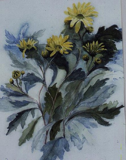 Chrysanthemum, Mary Stoker  à Karen  Armitage