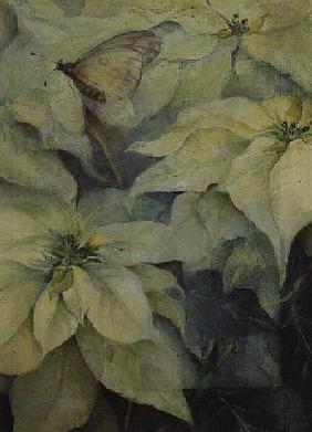 White Poinsettia with a butterfly (vertical) 