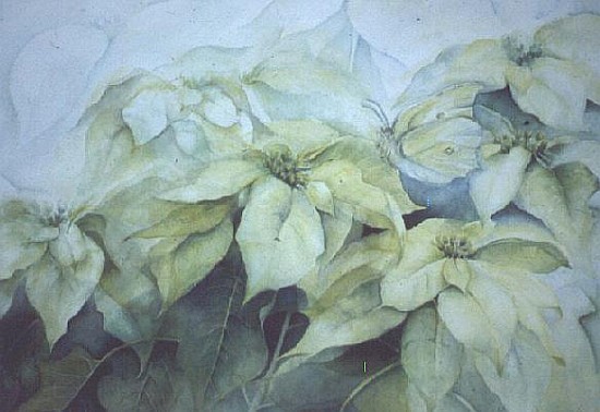 White Poinsettia (horizontal)  à Karen  Armitage
