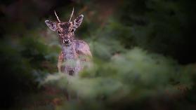 Young Fallow Deer