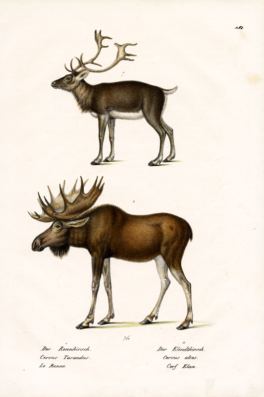 Caribou à Karl Joseph Brodtmann