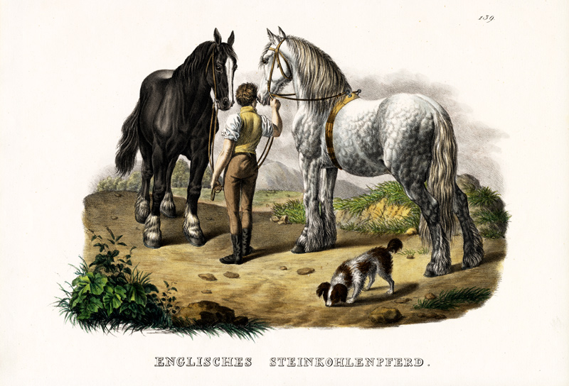 English Pit Horse à Karl Joseph Brodtmann