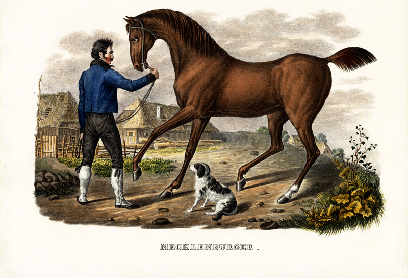 Mecklenburger Horse à Karl Joseph Brodtmann