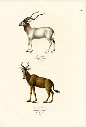 Addax