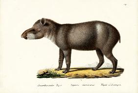 American Tapir