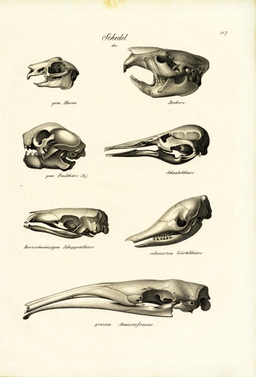 Animal Skulls à Karl Joseph Brodtmann