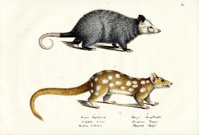 Azara?S Opossum