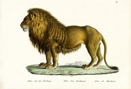 Barbary Lion à Karl Joseph Brodtmann