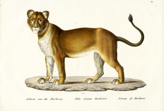 Barbary Lioness à Karl Joseph Brodtmann