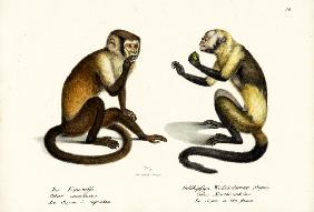 Capuchin Monkey