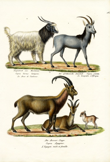 Cashmere Goat à Karl Joseph Brodtmann