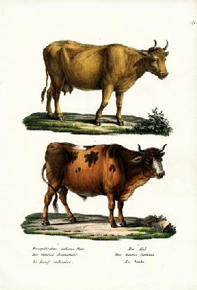 Cattle