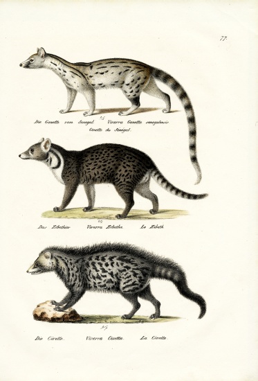 Civet à Karl Joseph Brodtmann