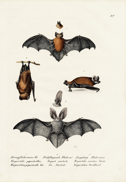 Common Pipistrelle à Karl Joseph Brodtmann