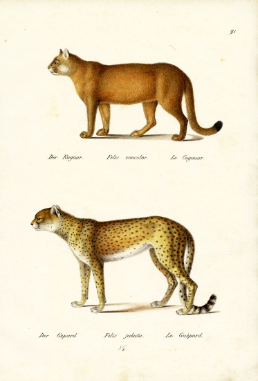 Cougar à Karl Joseph Brodtmann