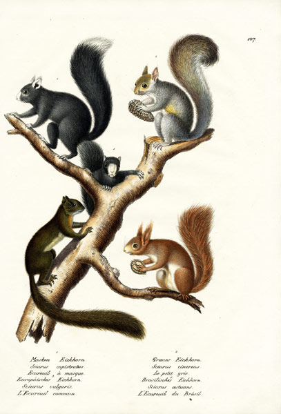 Different Kinds Of Squirrels à Karl Joseph Brodtmann