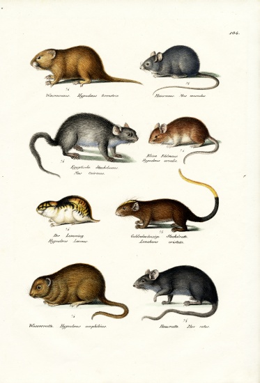 Different Kinds Of Mice à Karl Joseph Brodtmann