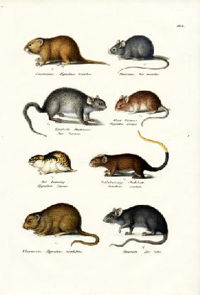 Different Kinds Of Mice