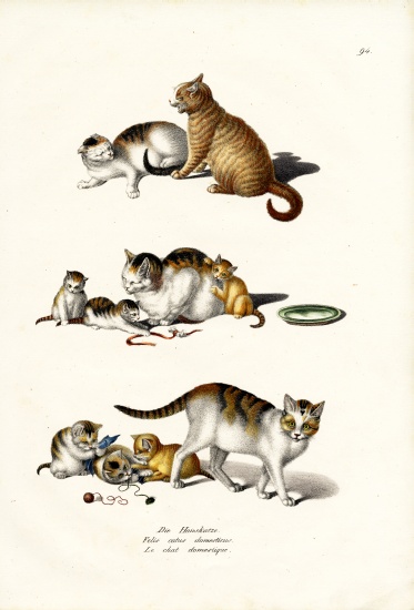 Domestic Cats à Karl Joseph Brodtmann
