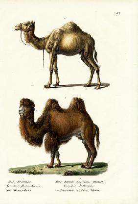 Dromedary