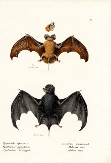 Egyptian Free-Tailed Bat à Karl Joseph Brodtmann