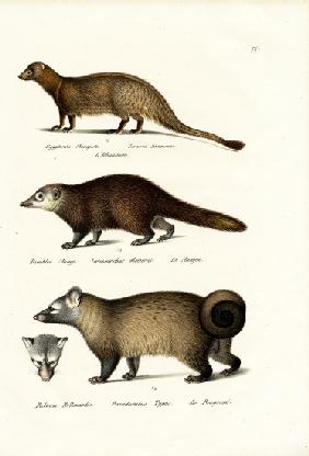 Egyptian Mongoose