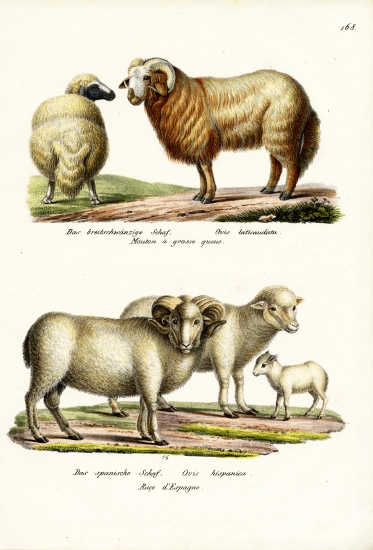 Fat-Tailed Sheep à Karl Joseph Brodtmann