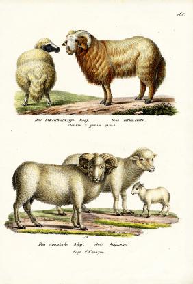 Fat-Tailed Sheep