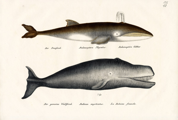 Fin Whale à Karl Joseph Brodtmann