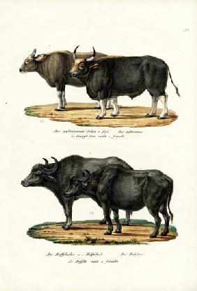 Gaur