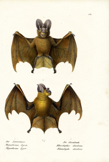 Greater False Vampire Bat à Karl Joseph Brodtmann