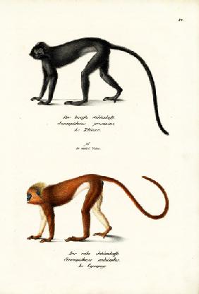 Hanuman Langur