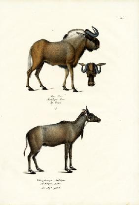 Hartebeest