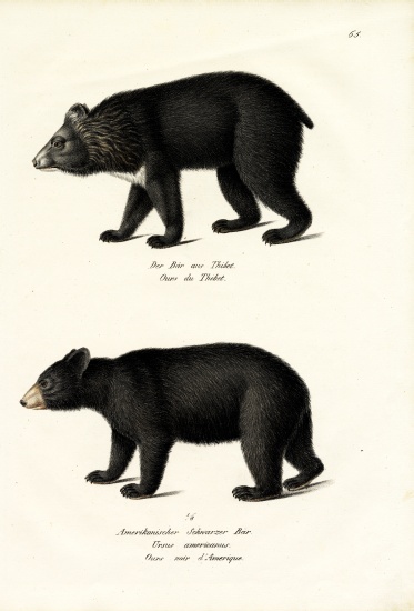 Himalayan Black Bear à Karl Joseph Brodtmann