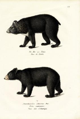 Himalayan Black Bear