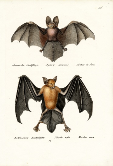 Hollow-Faced Bat à Karl Joseph Brodtmann