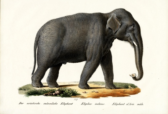 Indian Elephant à Karl Joseph Brodtmann