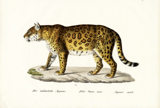 Jaguar à Karl Joseph Brodtmann