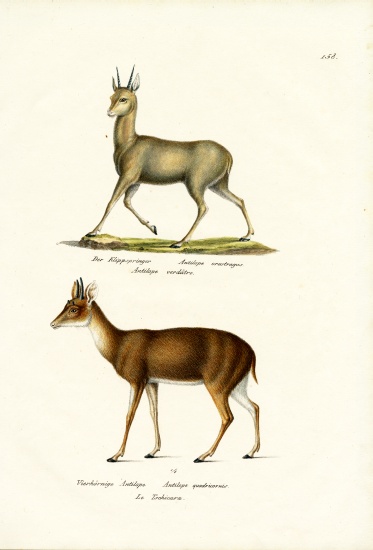 Klipspringer à Karl Joseph Brodtmann