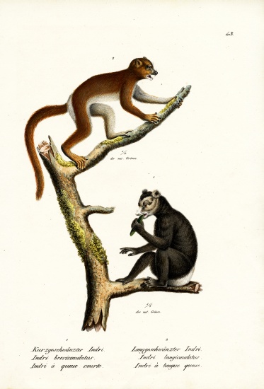 Large Short-Tailed Lemur à Karl Joseph Brodtmann