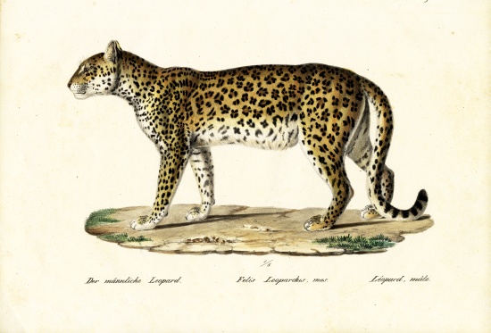 Leopard à Karl Joseph Brodtmann