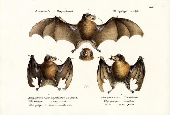 Long-Nosed Bat à Karl Joseph Brodtmann