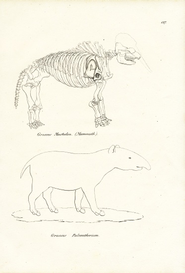 Mastodon à Karl Joseph Brodtmann