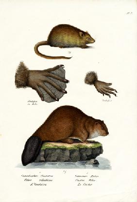 Muskrat